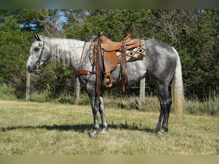 Quarter horse américain Jument 5 Ans Gris in Corsica