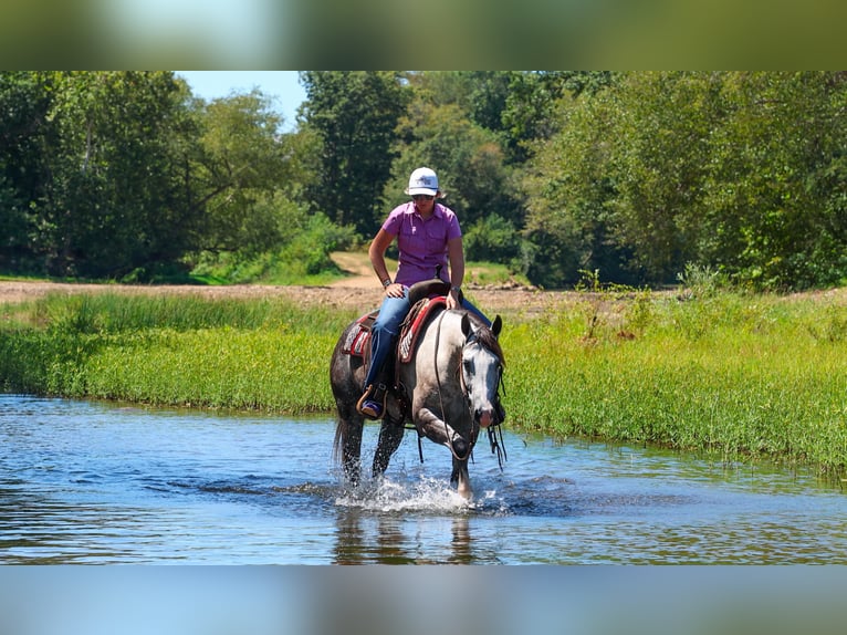 Quarter horse américain Jument 5 Ans Gris in Quitman