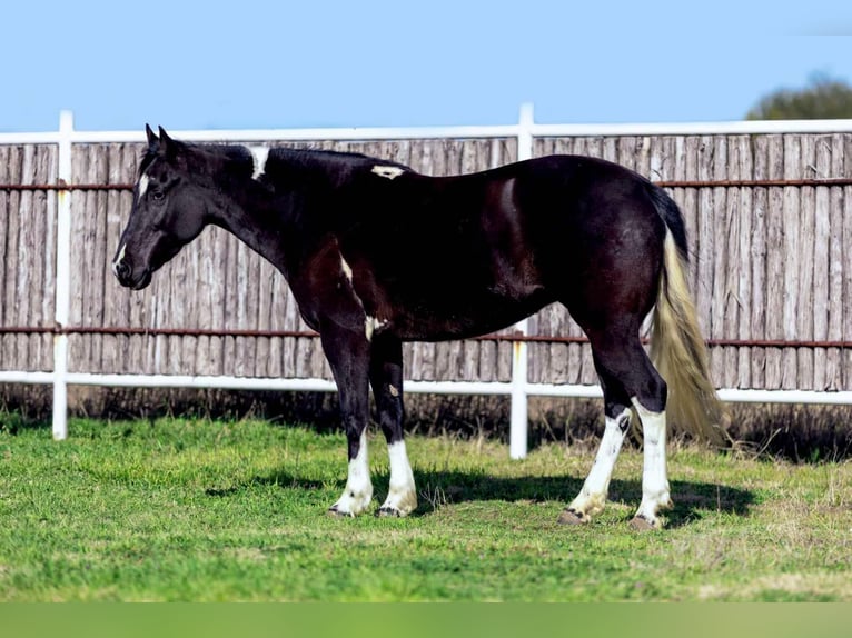 Quarter horse américain Jument 5 Ans Noir in weatherford VA