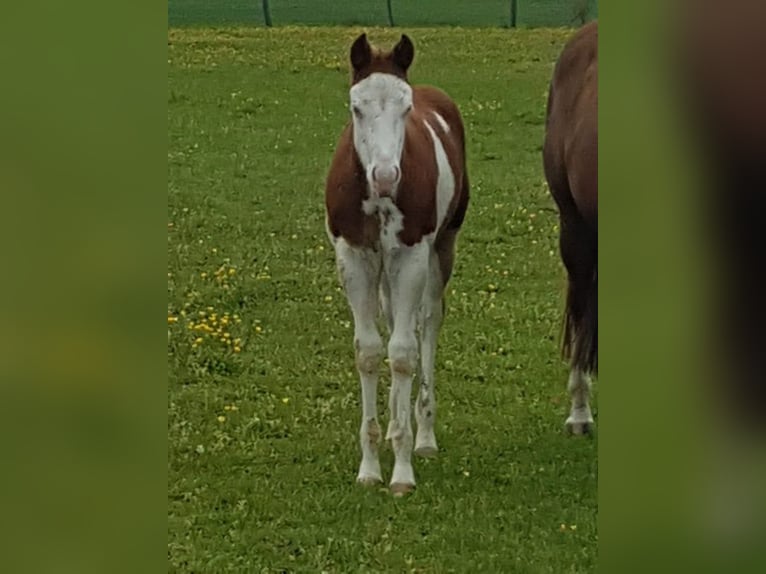 Quarter horse américain Jument 5 Ans Overo-toutes couleurs in Petit-Tenquin