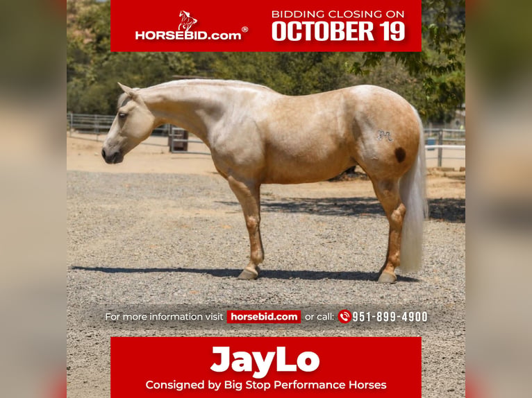 Quarter horse américain Jument 5 Ans Palomino in Norco