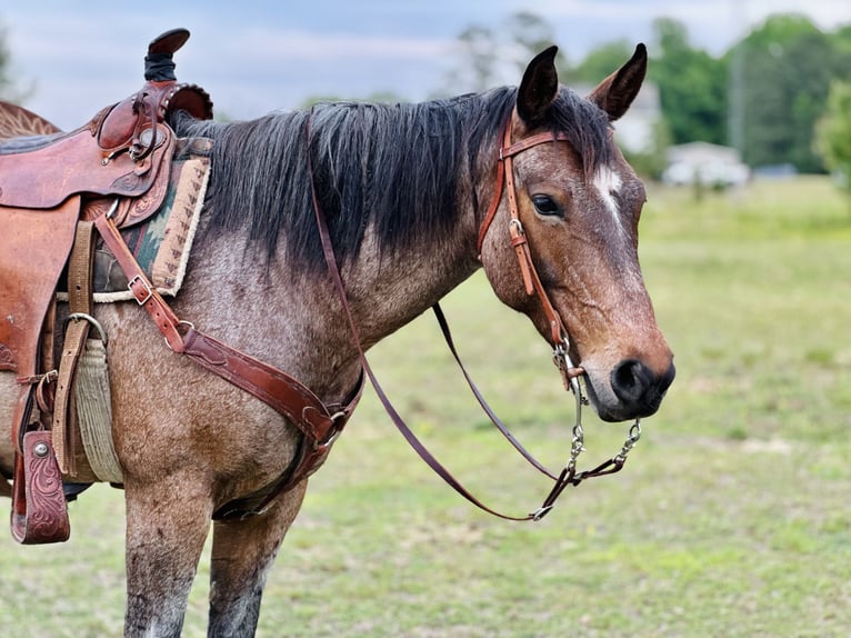 Quarter horse américain Jument 5 Ans Roan-Bay in Four Oaks