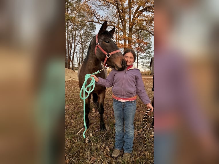 Quarter horse américain Jument 5 Ans Roan-Bay in Four Oaks
