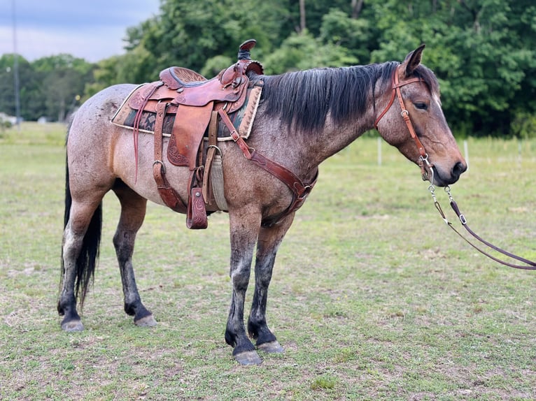 Quarter horse américain Jument 5 Ans Roan-Bay in Four Oaks