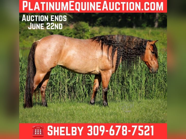 Quarter horse américain Jument 6 Ans 140 cm Roan-Bay in Tremont IL