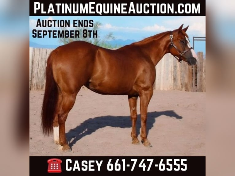 Quarter horse américain Jument 6 Ans 142 cm Alezan brûlé in Scottsdale AZ