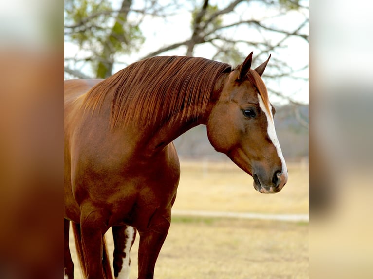 Quarter horse américain Jument 6 Ans 142 cm Alezan cuivré in Gordon
