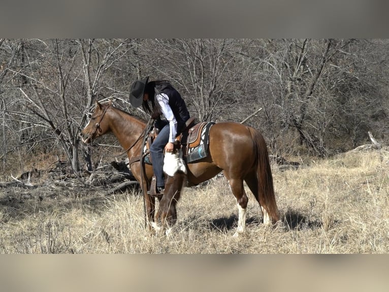 Quarter horse américain Jument 6 Ans 142 cm Alezan cuivré in Gordon