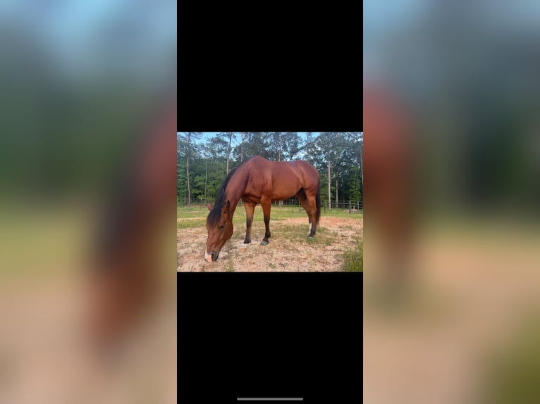 Quarter horse américain Jument 6 Ans 142 cm Bai cerise in Quitman