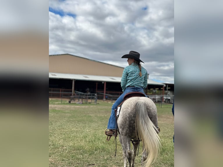 Quarter horse américain Jument 6 Ans 142 cm Gris in Argyle, TX