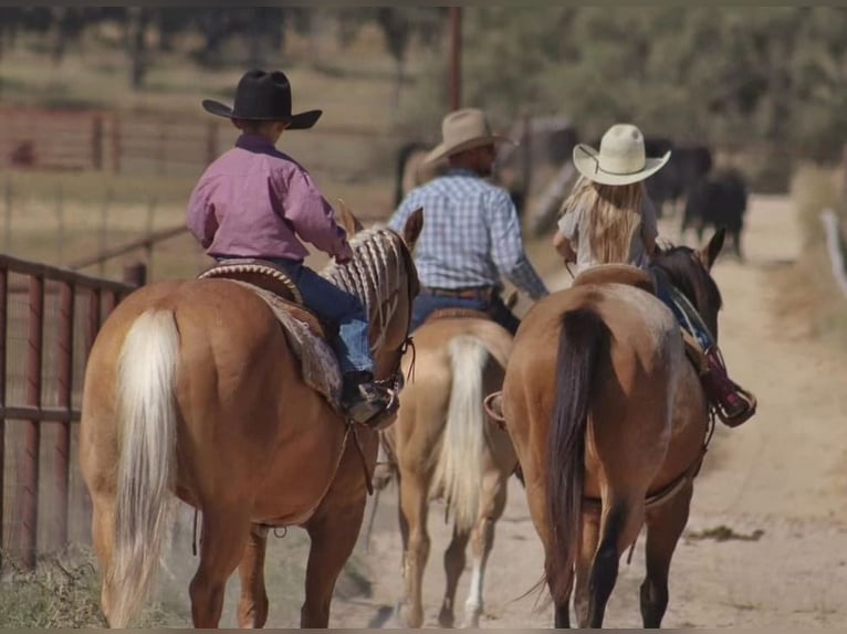 Quarter horse américain Jument 6 Ans 142 cm Palomino in Stephenville, TX