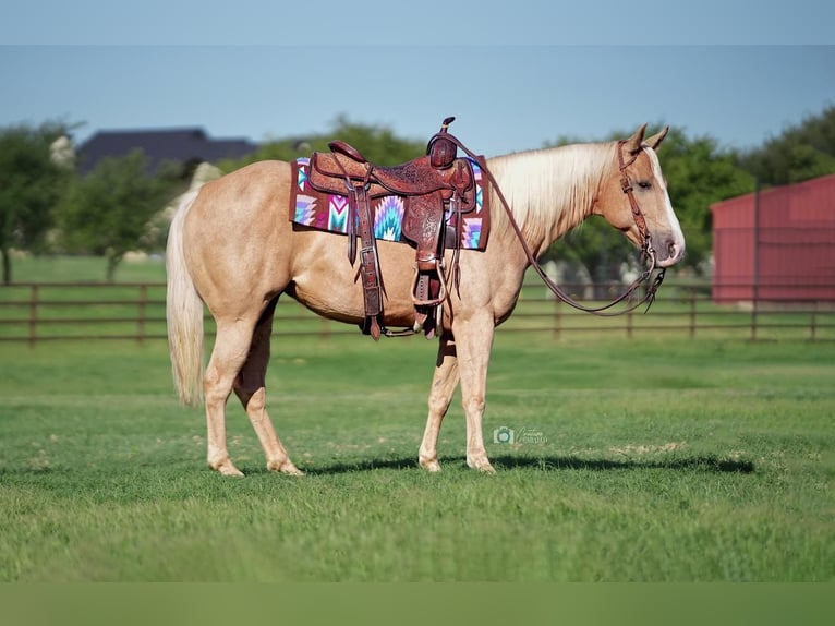Quarter horse américain Jument 6 Ans 142 cm Palomino in Addison, TX