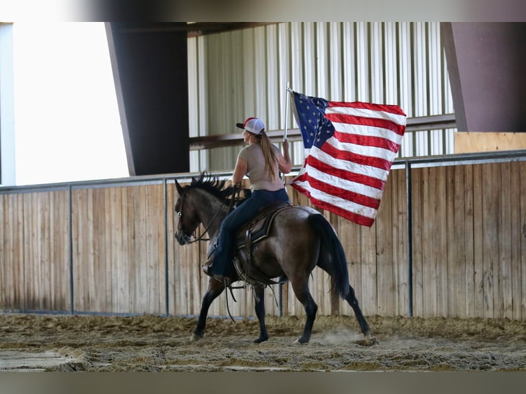 Quarter horse américain Jument 6 Ans 142 cm Roan-Bay in Decatur