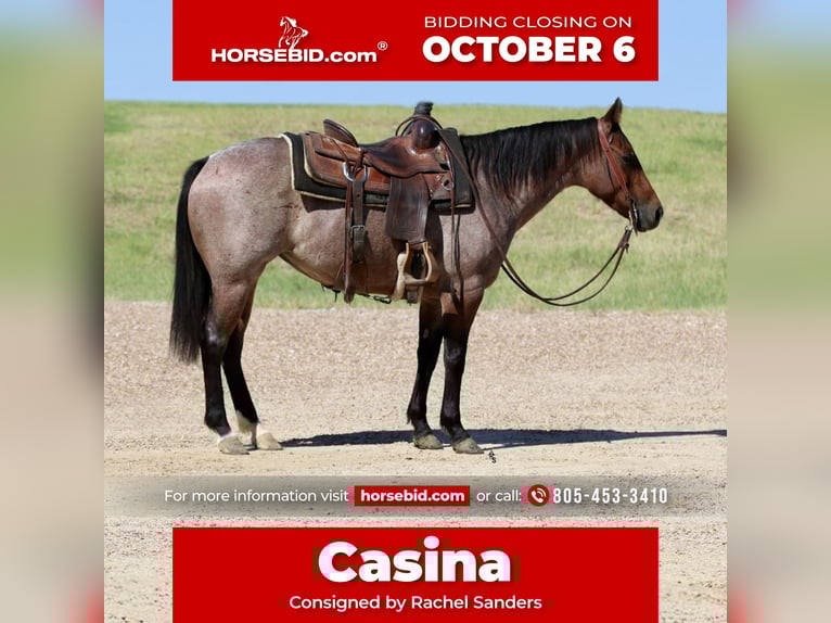 Quarter horse américain Jument 6 Ans 142 cm Roan-Bay in Decatur