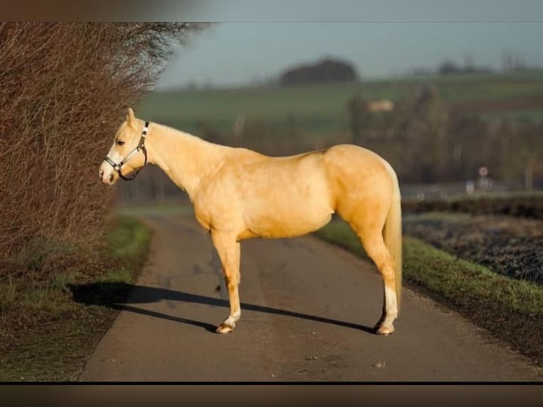 Quarter horse américain Jument 6 Ans 145 cm Palomino in Dischingen