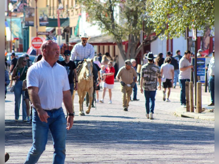 Quarter horse américain Jument 6 Ans 145 cm Palomino in Stephenville TX