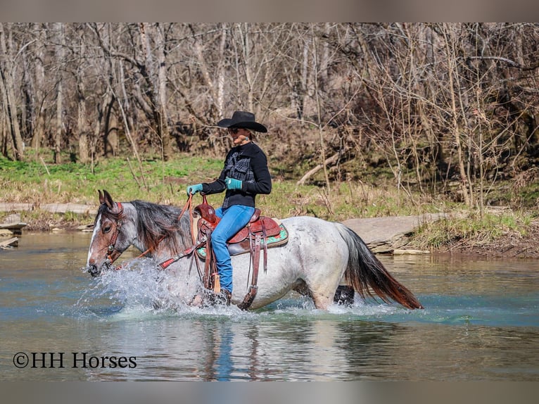 Quarter horse américain Jument 6 Ans 145 cm Roan-Bay in Flemingsburg Ky