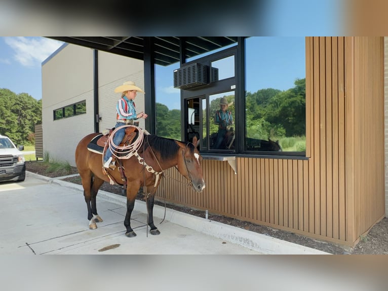 Quarter horse américain Jument 6 Ans 147 cm Bai cerise in Bloomburg