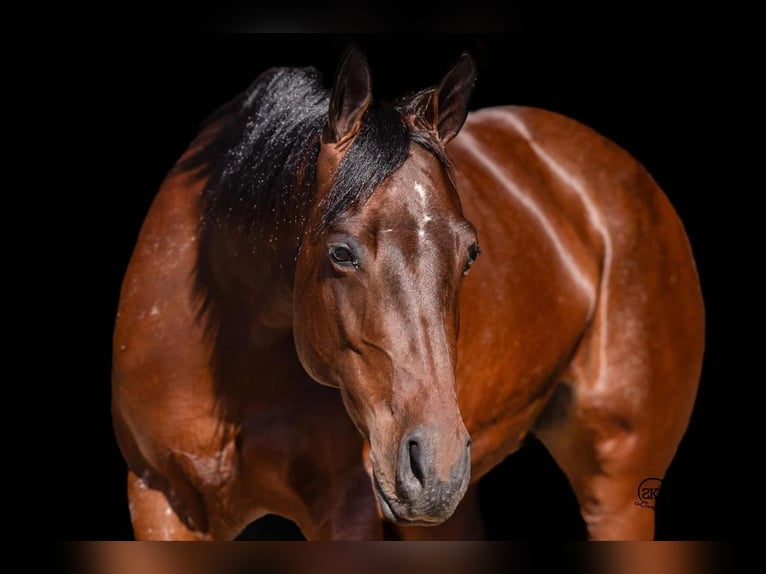 Quarter horse américain Jument 6 Ans 147 cm Bai cerise in Canyon, TX