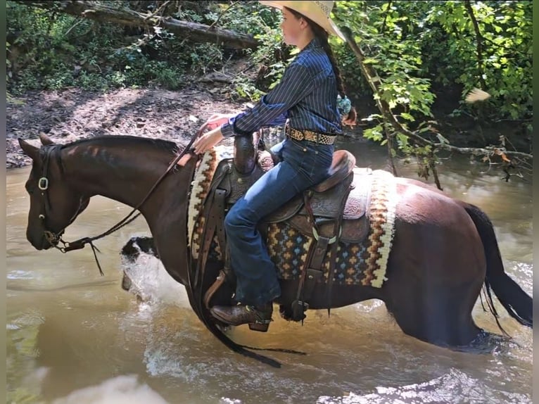 Quarter horse américain Jument 6 Ans 147 cm Bai cerise in Robards, KY