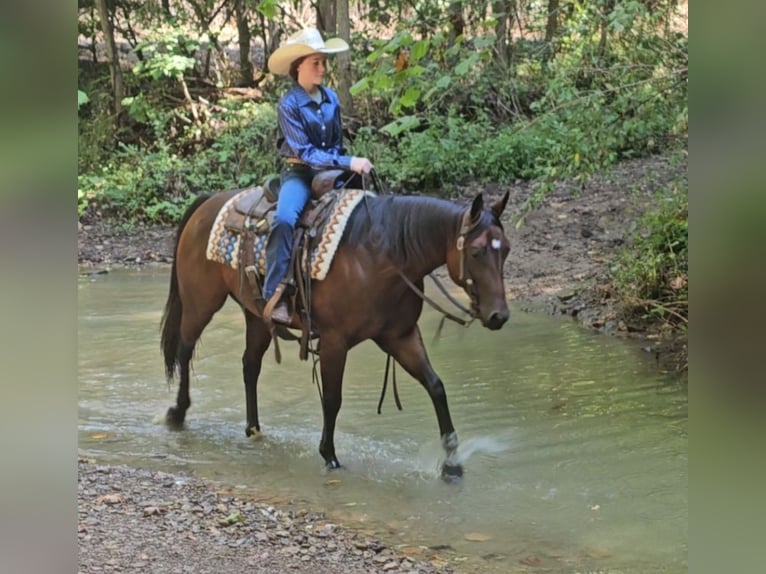 Quarter horse américain Jument 6 Ans 147 cm Bai cerise in Robards, KY