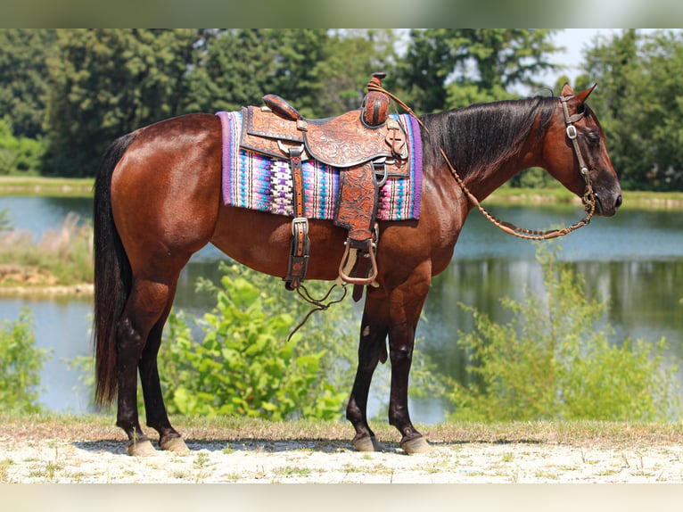 Quarter horse américain Jument 6 Ans 147 cm Bai cerise in Robards, KY