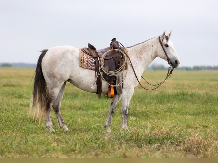 Quarter horse américain Jument 6 Ans 147 cm Gris in Dublin