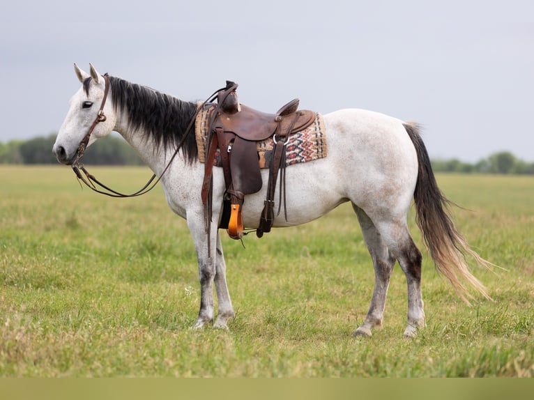 Quarter horse américain Jument 6 Ans 147 cm Gris in Dublin