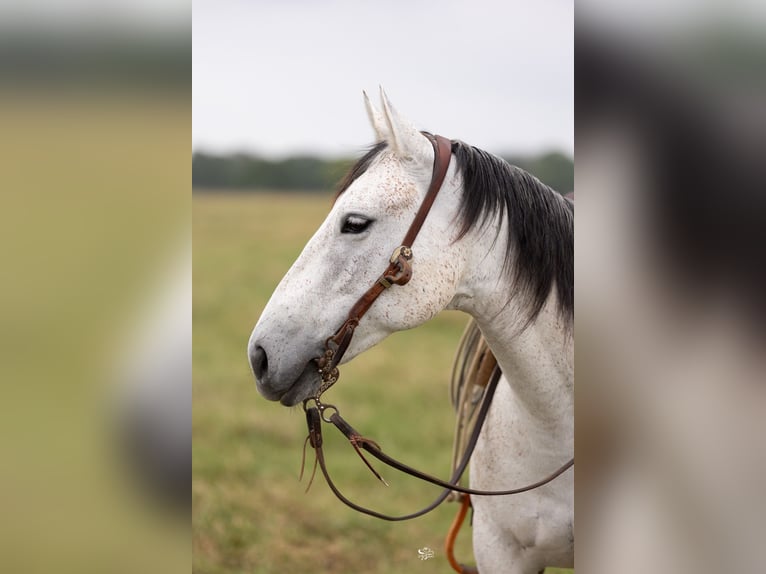 Quarter horse américain Jument 6 Ans 147 cm Gris in Dublin