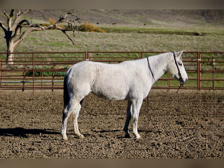 Quarter horse américain Jument 6 Ans 147 cm Gris in Bitterwater, CA