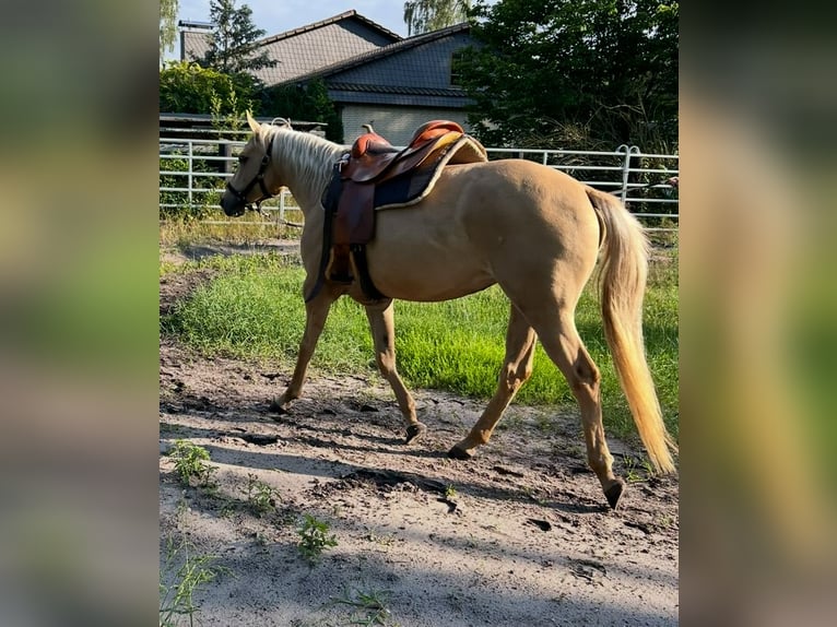 Quarter horse américain Jument 6 Ans 147 cm Palomino in Barwedel