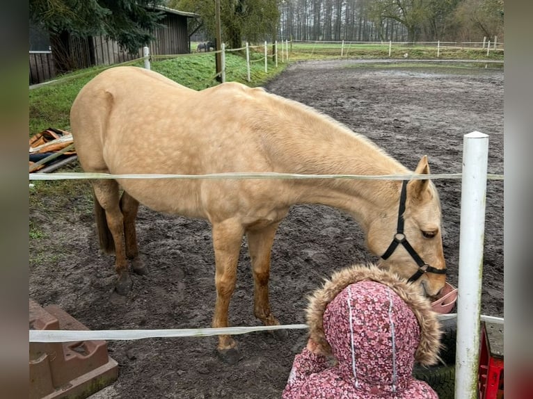 Quarter horse américain Jument 6 Ans 147 cm Palomino in Barwedel