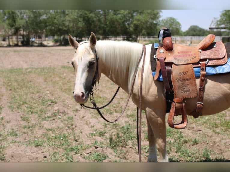 Quarter horse américain Jument 6 Ans 147 cm Palomino in El Paso TX