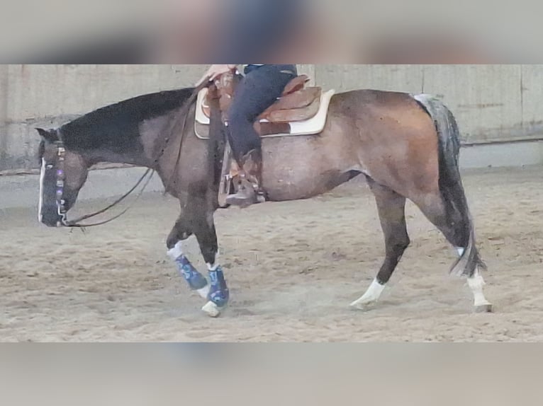 Quarter horse américain Jument 6 Ans 147 cm Pinto in Burladingen