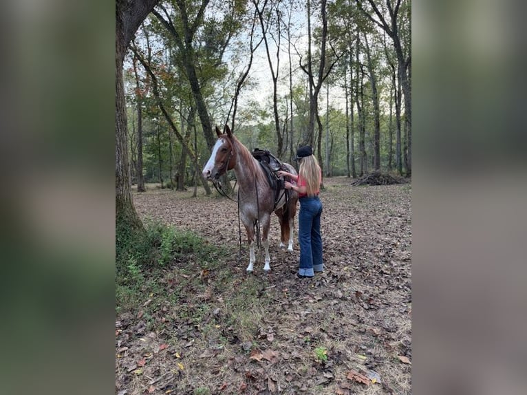 Quarter horse américain Jument 6 Ans 147 cm Rouan Rouge in Pikeville