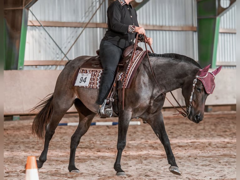 Quarter horse américain Jument 6 Ans 149 cm Roan-Bay in Markdorf