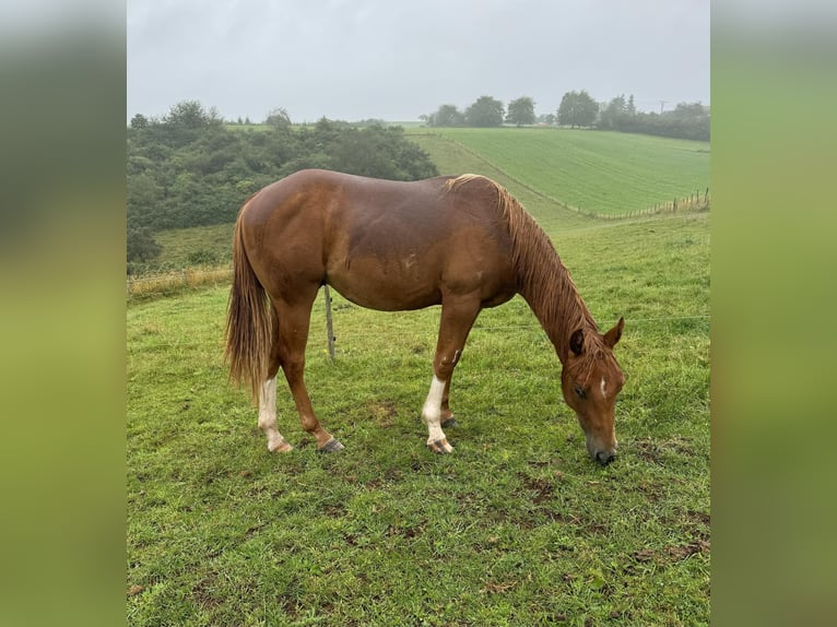 Quarter horse américain Jument 6 Ans 150 cm Alezan in Daleiden