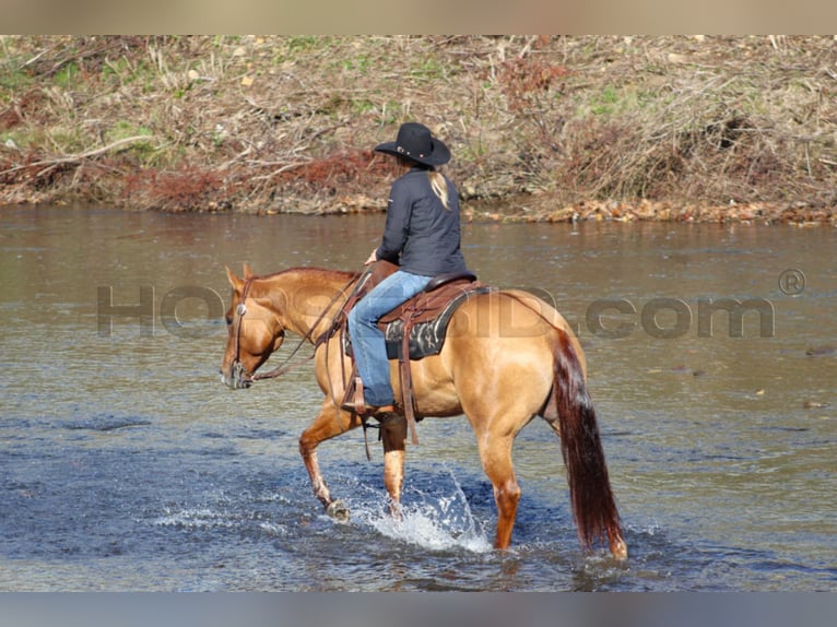 Quarter horse américain Jument 6 Ans 150 cm Alezan dun in Clarion, PA