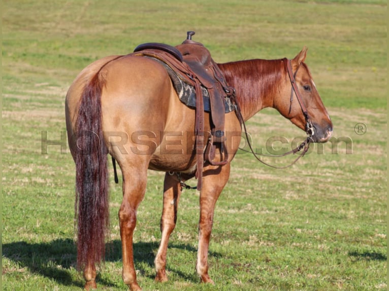 Quarter horse américain Jument 6 Ans 150 cm Alezan dun in Clarion, PA