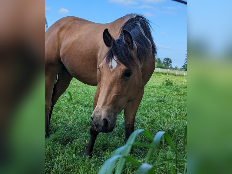 Quarter horse américain Jument 6 Ans 150 cm Buckskin in Langlingen