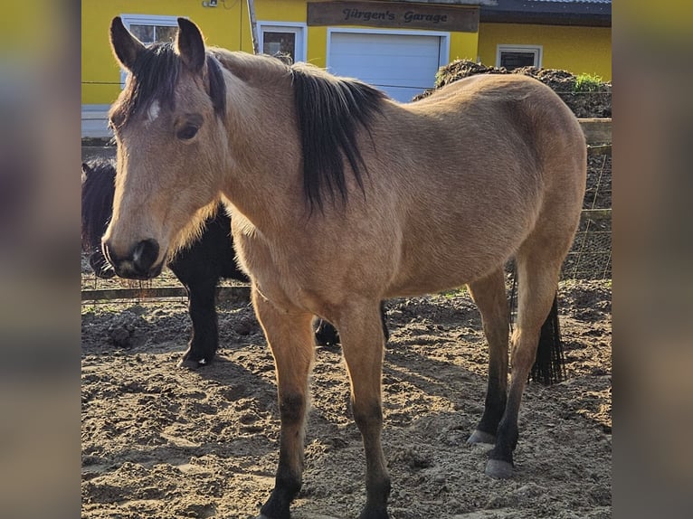 Quarter horse américain Jument 6 Ans 150 cm Buckskin in Langlingen