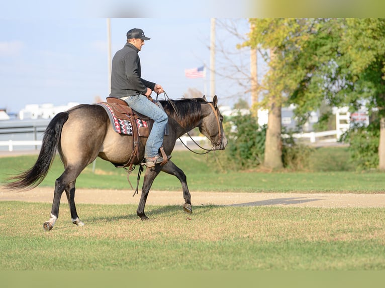 Quarter horse américain Jument 6 Ans 150 cm Buckskin in Cannon Falls