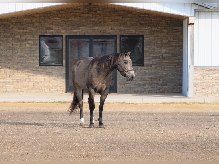 Quarter horse américain Jument 6 Ans 150 cm Buckskin in Cannon Falls