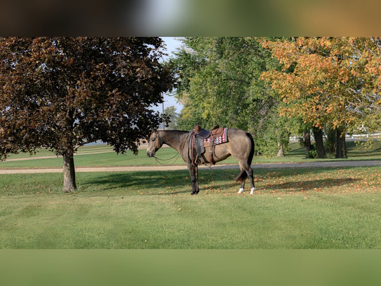 Quarter horse américain Jument 6 Ans 150 cm Buckskin in Cannon Falls