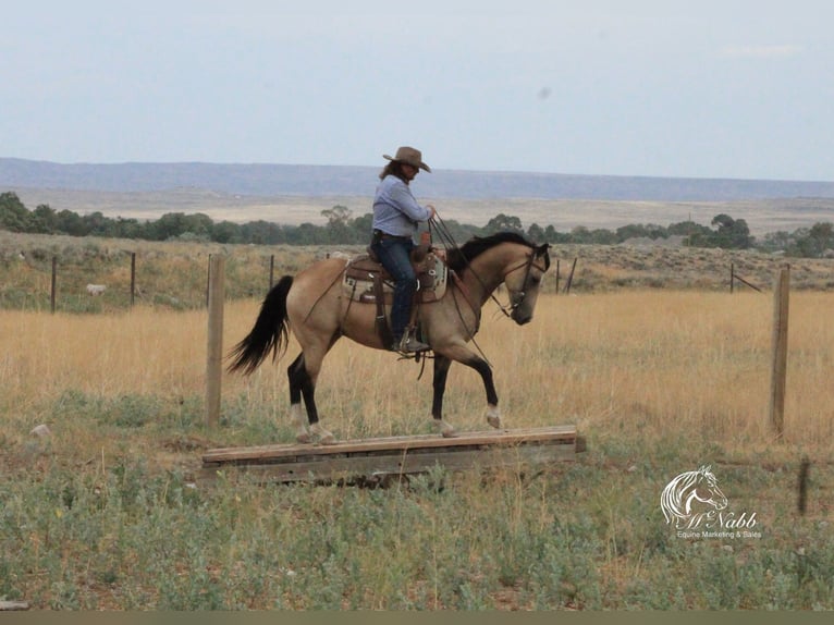 Quarter horse américain Jument 6 Ans 150 cm Buckskin in Cody