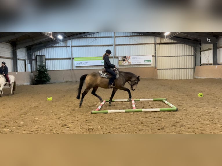 Quarter horse américain Jument 6 Ans 150 cm Buckskin in Springe