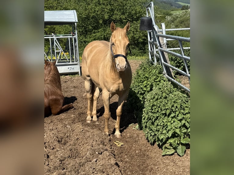 Quarter horse américain Jument 6 Ans 150 cm Champagne in Daleiden
