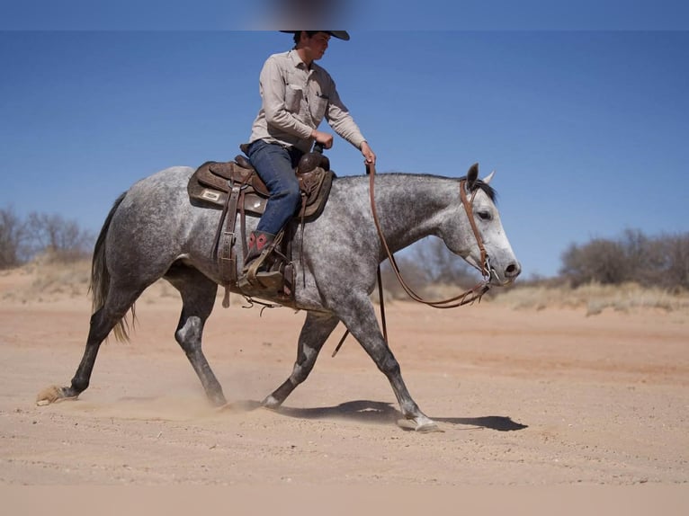 Quarter horse américain Jument 6 Ans 150 cm Gris in Canyon