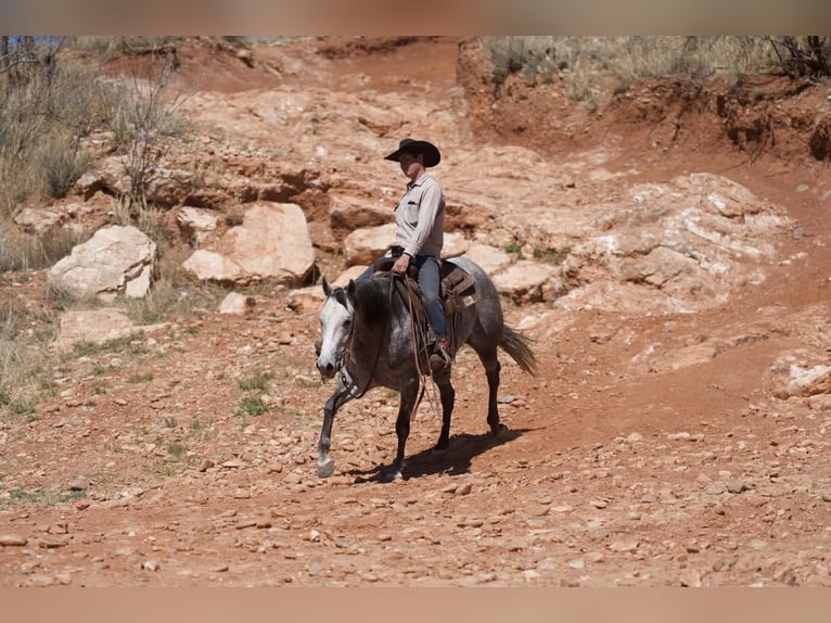 Quarter horse américain Jument 6 Ans 150 cm Gris in Canyon
