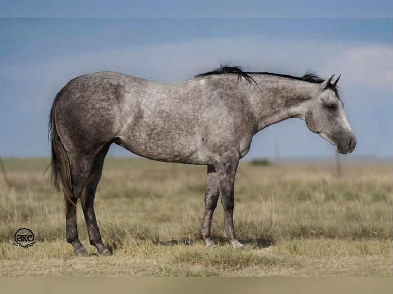 Quarter horse américain Jument 6 Ans 150 cm Gris in Canyon